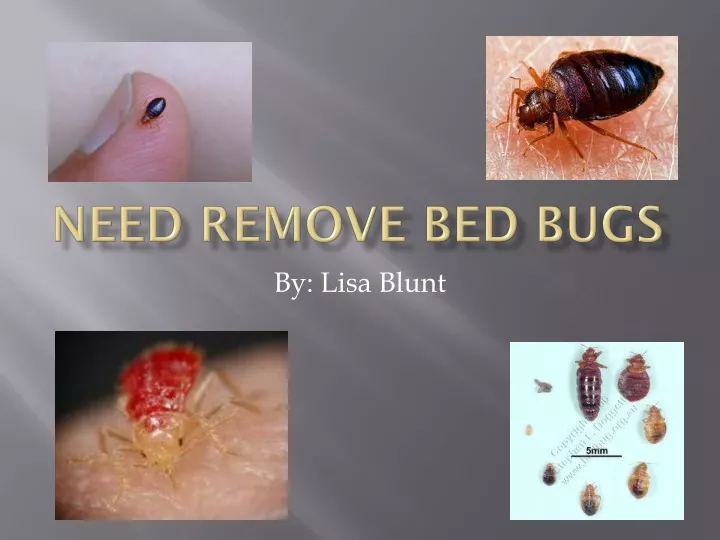 need remove bed bugs