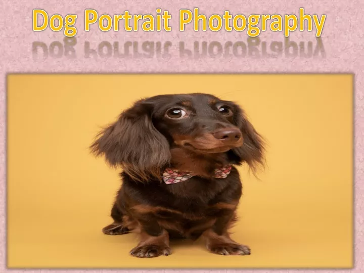 dog portrait photography