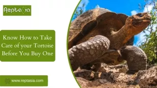 Know How to Take Proper Care of Your Tortoise Before You Buy One