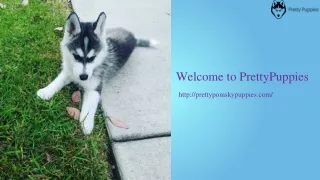 welcome to prettypuppies