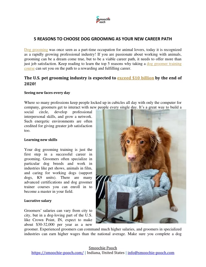 5 reasons to choose dog grooming as your