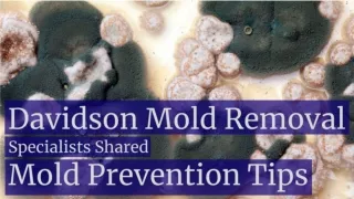 Davidson Mold Removal Specialists Shared Mold Prevention Tips for You