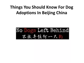 Things You Should Know For Dog Adoptions In Beijing China