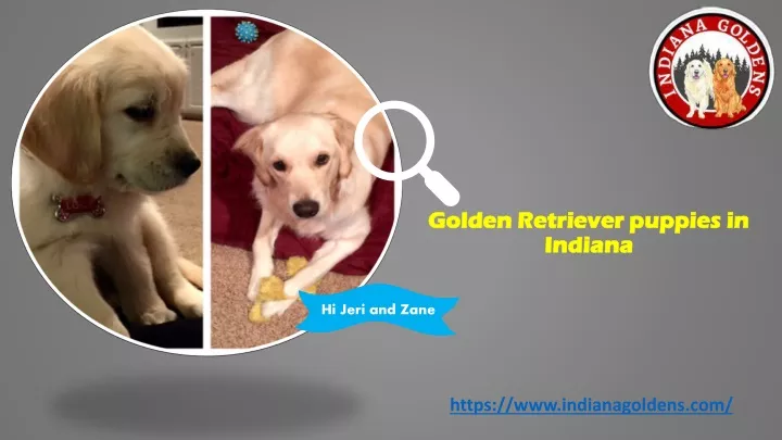 golden retriever puppies in indiana