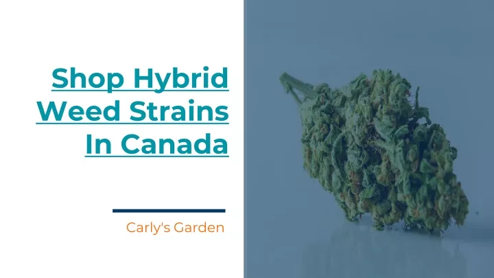 shop hybrid weed strains in canada