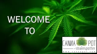 welcome to