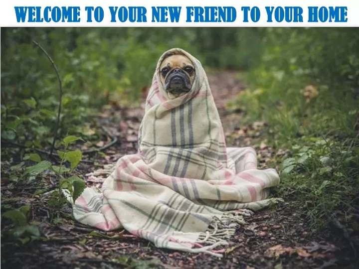 welcome to your new friend to your home