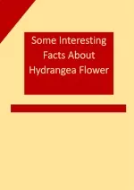 Some Interesting Facts About Hydrangea Flower