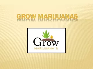 grow marijuanas