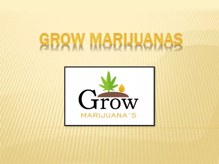 grow marijuanas