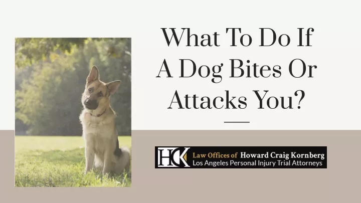 what to do if a dog bites or attacks you