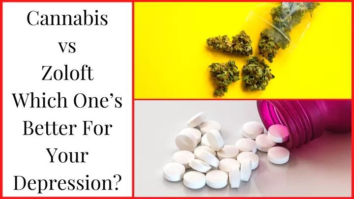 cannabis vs zoloft which one s better for your