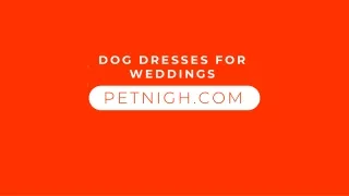 The Best Dog Dress For Wedding 2020