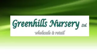 Conifer Hedging Plants for Sale in UK - Greenhills Nursery