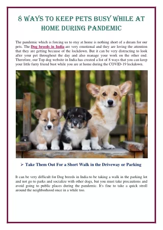 8 ways to keep pets busy while at home during