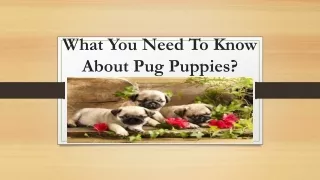 What You Need to Know About Pug Puppies?