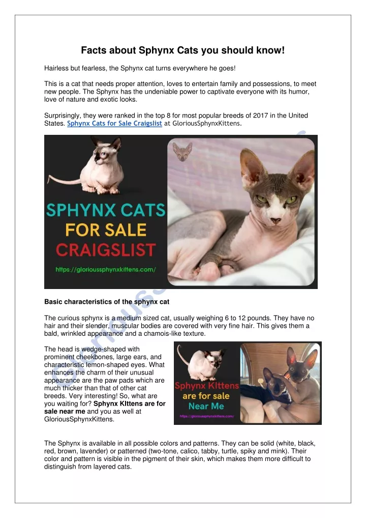 facts about sphynx cats you should know