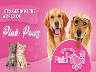 Let’s Get Into the World of Pink Paws