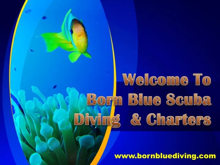 welcome to born blue scuba diving charters