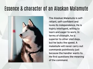 Alaskan Malamute