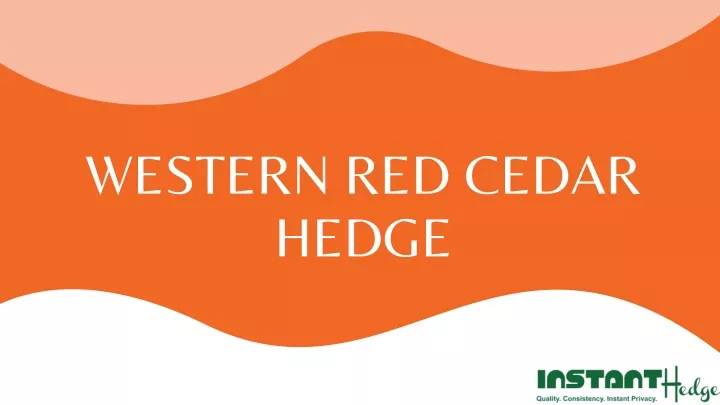 western red cedar hedge