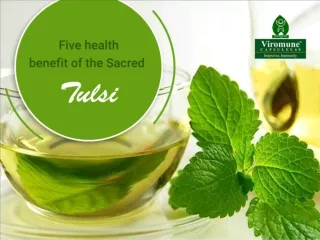 Five health benefits of the sacred Tulsi
