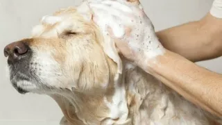Grooming Benefits for dogs