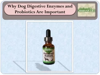 Why Dog Digestive Enzymes and Probiotics Are Important