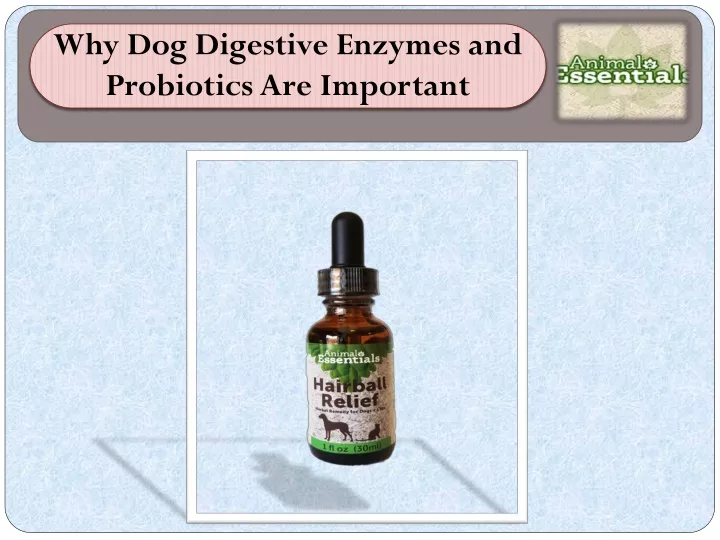 why dog digestive enzymes and probiotics