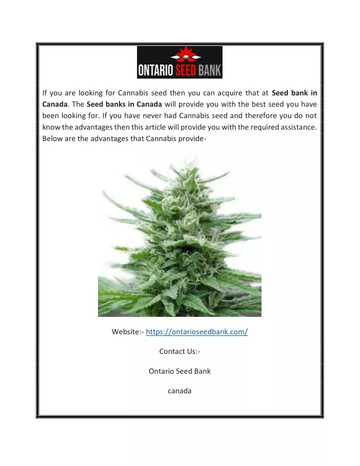 if you are looking for cannabis seed then