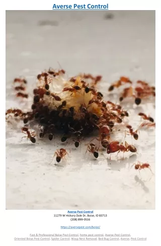 averse pest control