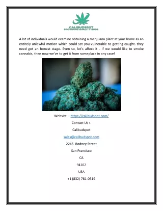 Buy Cannabis Edibles For Sale Online USA | Calibudspot