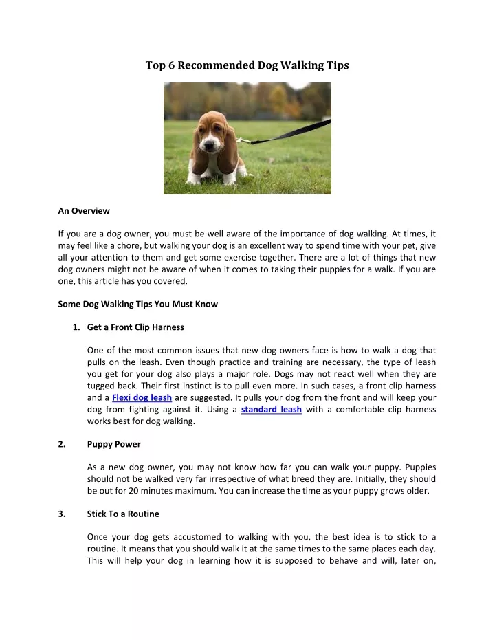 top 6 recommended dog walking tips