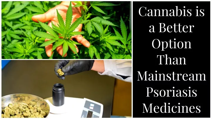 cannabis is a better option than mainstream