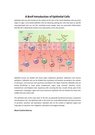 a breif introduction of epithelial cells