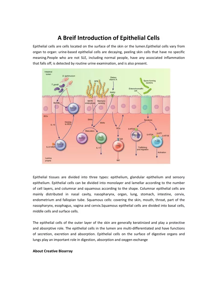 a breif introduction of epithelial cells