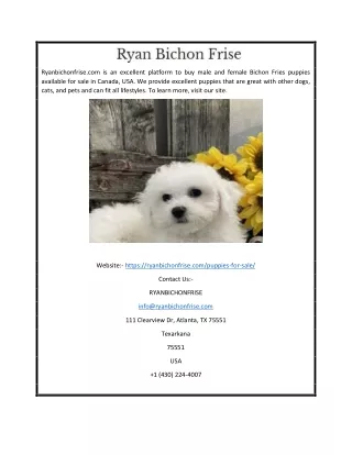 Female Bichon Frise Puppies Online USA | Ryanbichonfrise.com