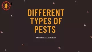 Pest Control Cranbourne | Different Types Of Pests