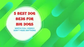 5 BEST DOG BEDS FOR BIG DOGS