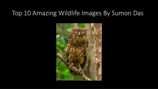 Top 10 Amazing Wildlife Images By Sumon Das