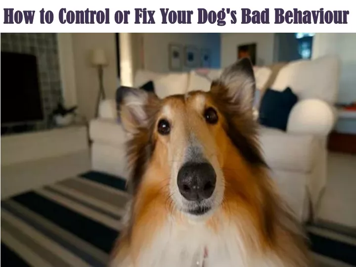 how to control or fix your dog s bad behaviour