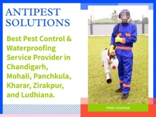 Rodent Pest Control - Antipest Solutions