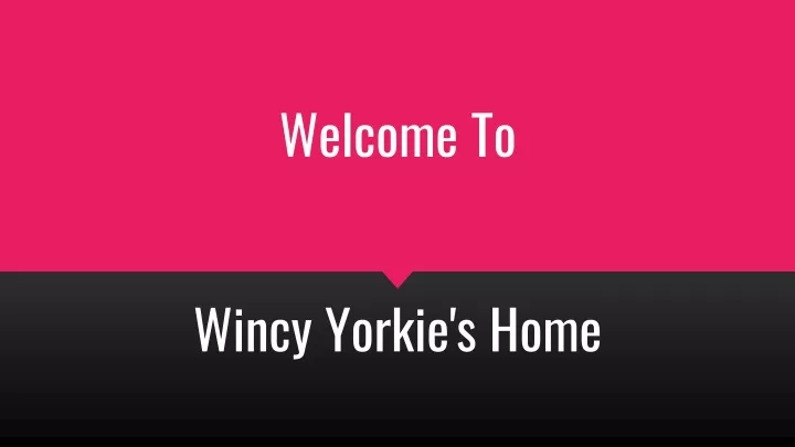 welcome to wincy yorkie s home