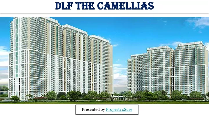 dlf the camellias