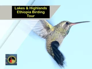 Lakes & Highlands Ethiopia Birding Tour
