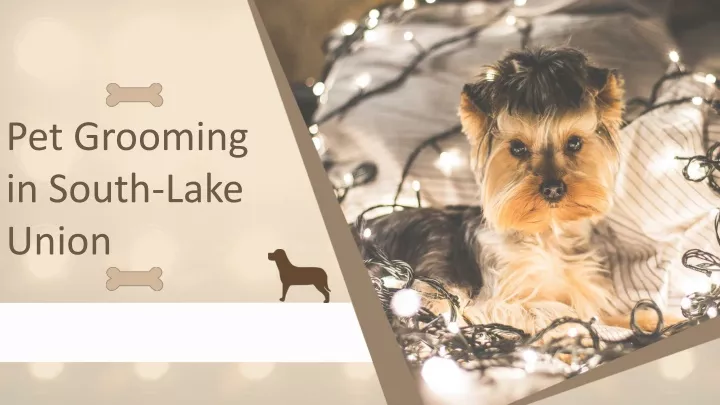 pet grooming in south lake union