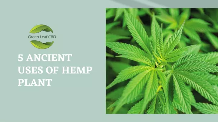 5 ancient uses of hemp plant