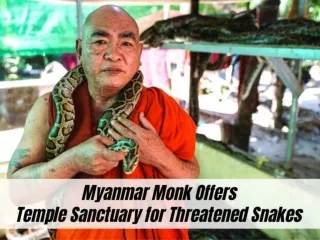 Myanmar monk offers temple sanctuary for threatened snakes