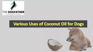 Various Uses of Coconut Oil for Dogs