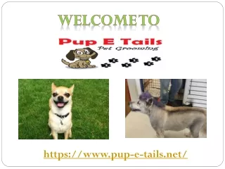 Puppy Tails Grooming Torrance | Pup-e-tails